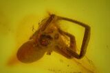 Detailed Fossil Spider, Springtail, Mite and Fly in Baltic Amber #163481-2